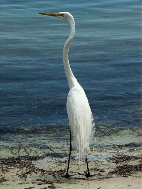 Click to See Next Image